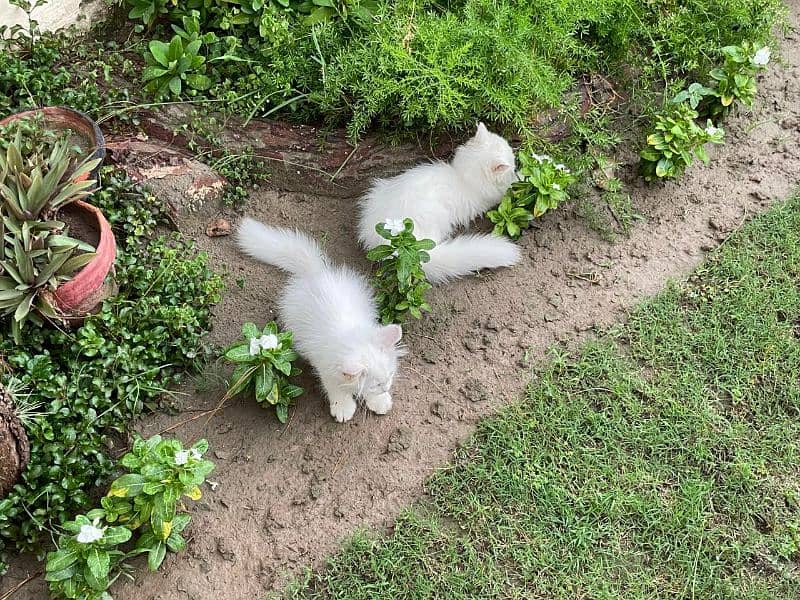 Persian kittens white triple coated ( 2 kitten's ) 1