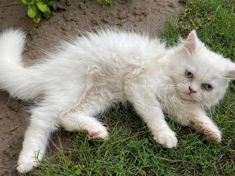 Persian kittens white triple coated ( 2 kitten's ) 2