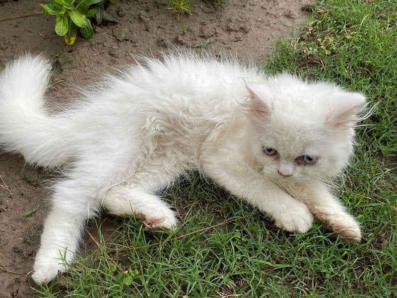 Persian kittens white triple coated ( 2 kitten's ) 3