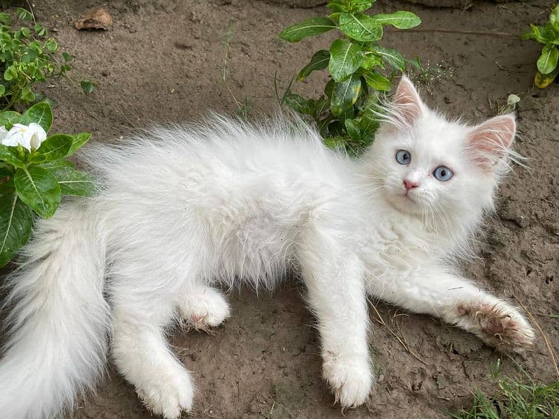 Persian kittens white triple coated ( 2 kitten's ) 4