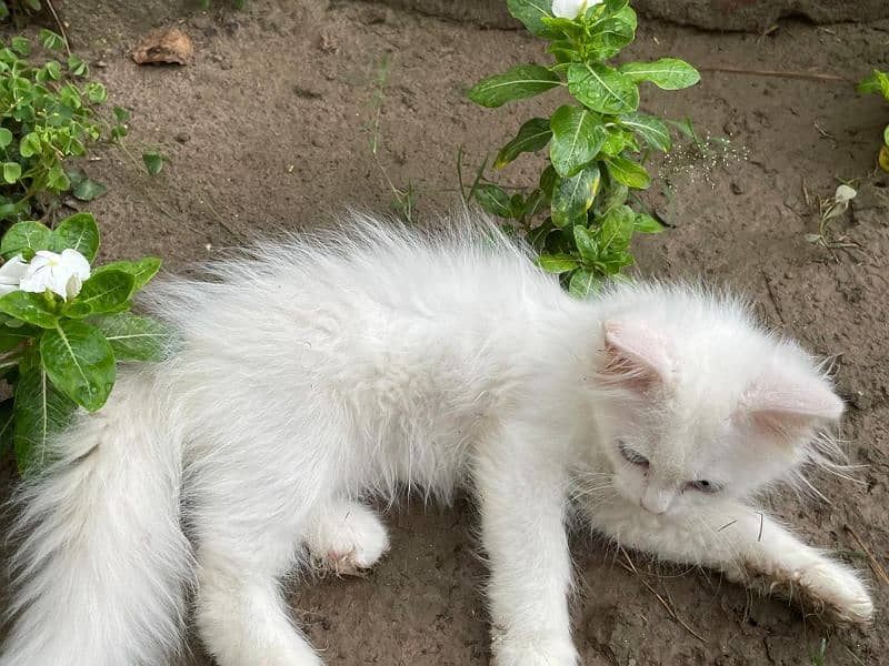 Persian kittens white triple coated ( 2 kitten's ) 6