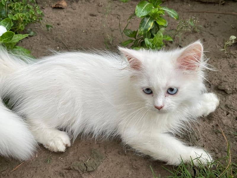 Persian kittens white triple coated ( 2 kitten's ) 7