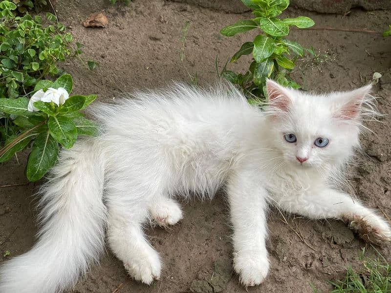 Persian kittens white triple coated ( 2 kitten's ) 8