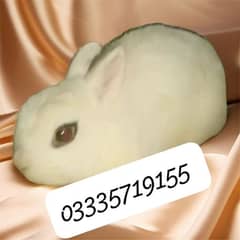 hotot dwarf breeder male