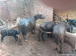 Janwar / Buffalos for sale