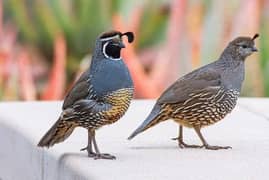 California quails chicks pair for sale