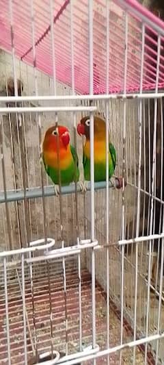 love bird 0