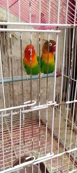 love bird 1