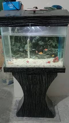 Fish Aquarium with 8 Fishes