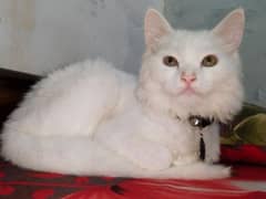 Persian cat