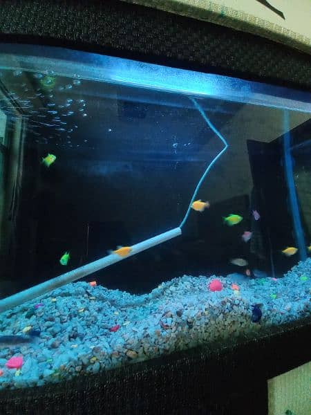 2.5 feet AQUARIUM with 20 fish 4