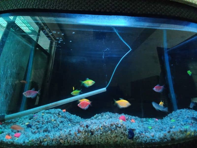 2.5 feet AQUARIUM with 20 fish 5