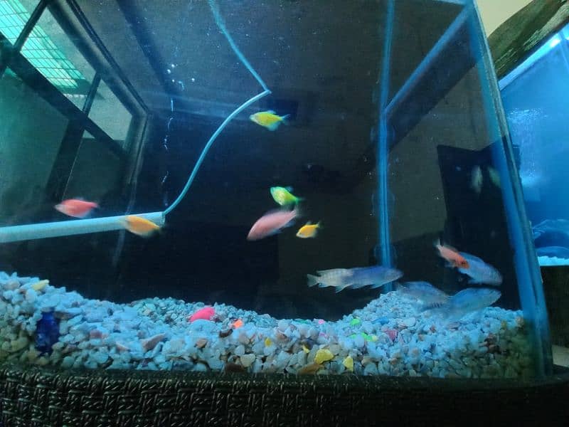 2.5 feet AQUARIUM with 20 fish 6