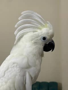 Greater Sulfer Cakatoo,Umbrella Cakatoo, African grey parrot