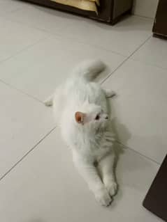 Persian cat for sale