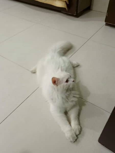 Persian cat for sale 0