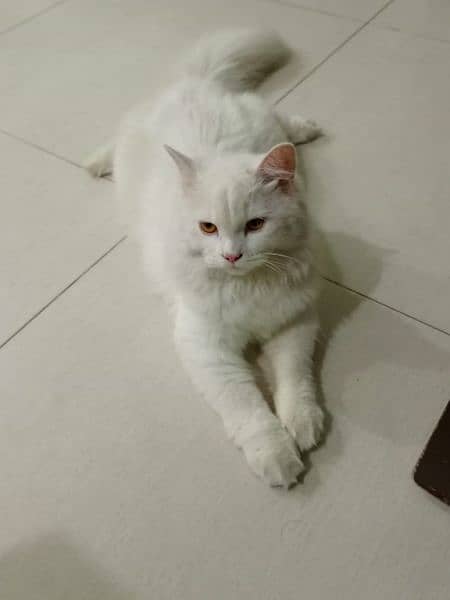 Persian cat for sale 1