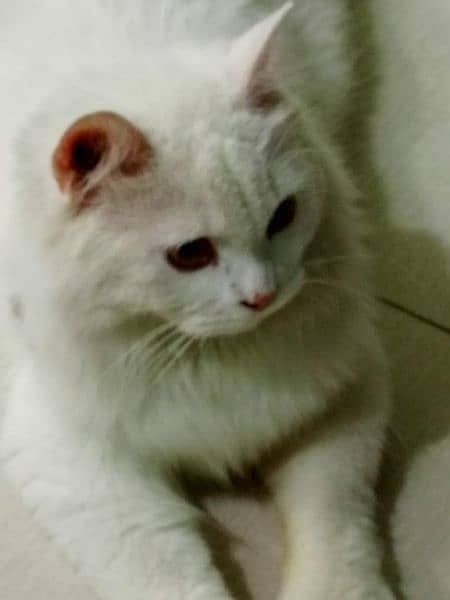 Persian cat for sale 3