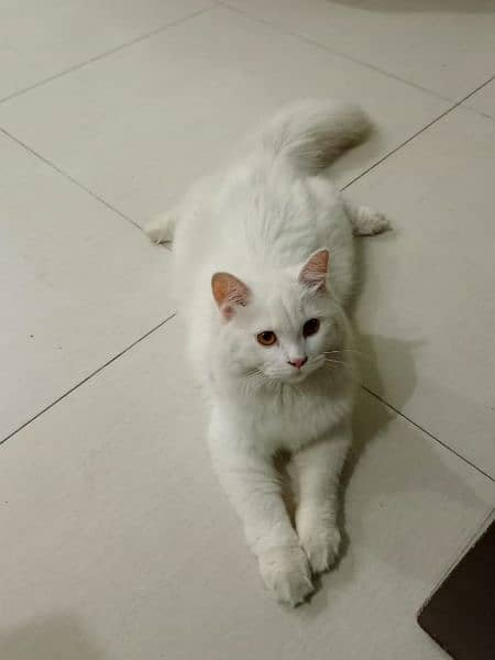 Persian cat for sale 4