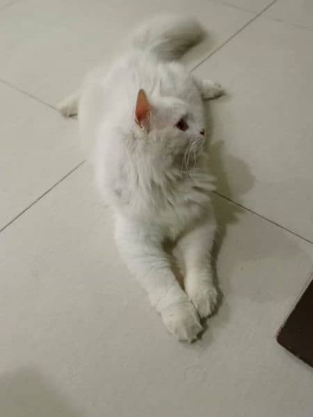 Persian cat for sale 5