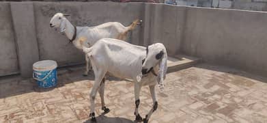 LOYAL PUR/RAJAN PURI GOATS FOR SALE