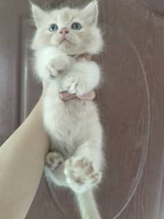 Beautiful Persian Male kitten