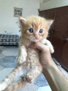 Brown persian 2 coat kitten for sale