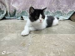 I am selling Persian kitten