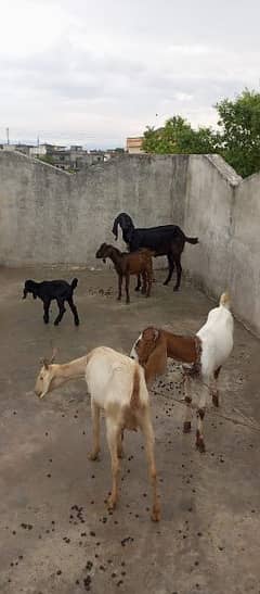 All Goats For Urgent Sale