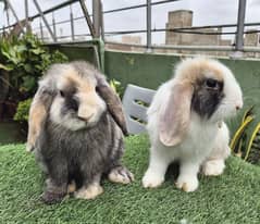 Cute Holland Lop Rabbit