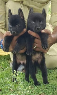 Black German shepherd puppies for sale