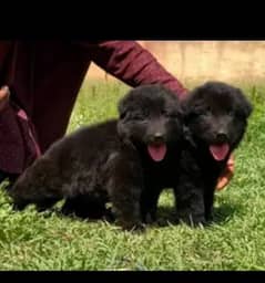 long coat puppies pair