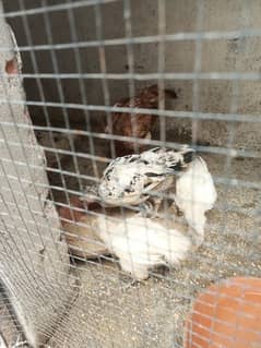 white silkie polish or other chicks