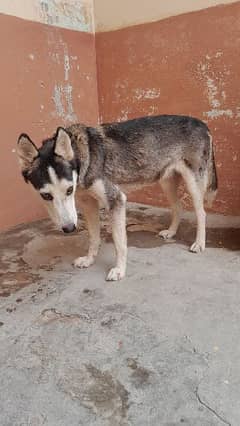 husky female 8 months