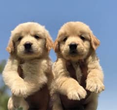 golden retriever puppies 03175628537