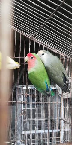 lovebird