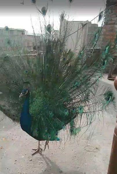 Beautiful Male Peacock (Blue Shoulder) 0