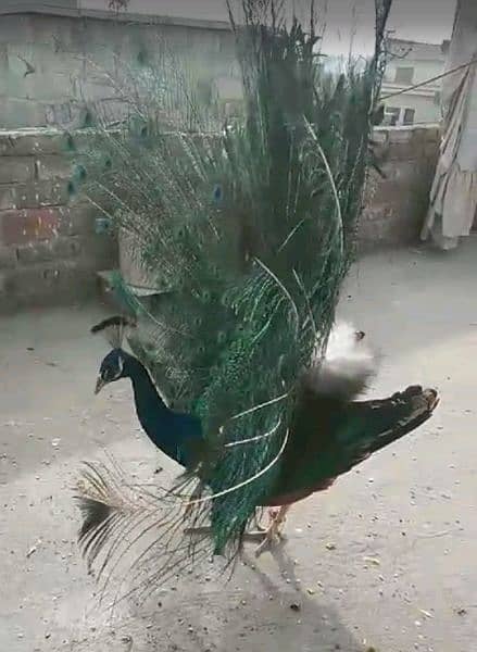 Beautiful Male Peacock (Blue Shoulder) 1