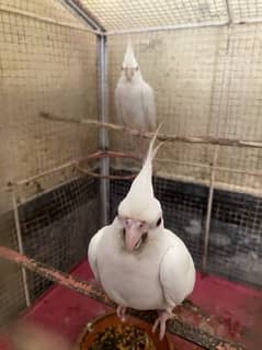 cocktail breeder pair