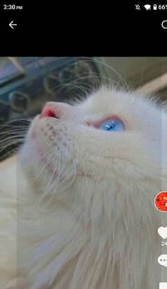 white Persian triple coated vaccinated with blue eyes