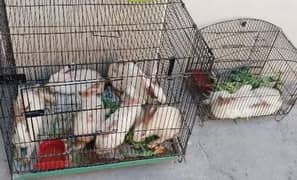 Rabbits for sale