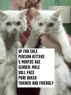 Blue Eyes White Persian Male Kittens