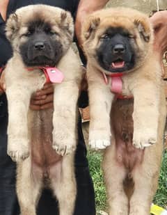 bakarwal dog I Turkish kangal Pair | security dog