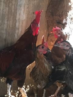 hens setup for sale [aseel and desi ]