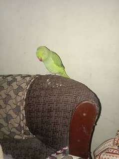 parrot for sale urgent. . . .