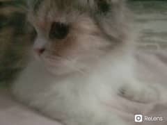 Persian cat for sell