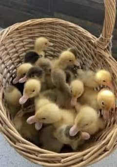 healthy active khakhi  ducks KY chicks available hai