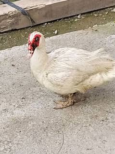 white pure Muscovy duck 1 nar 3 madi or 2 bachay breeder Hein