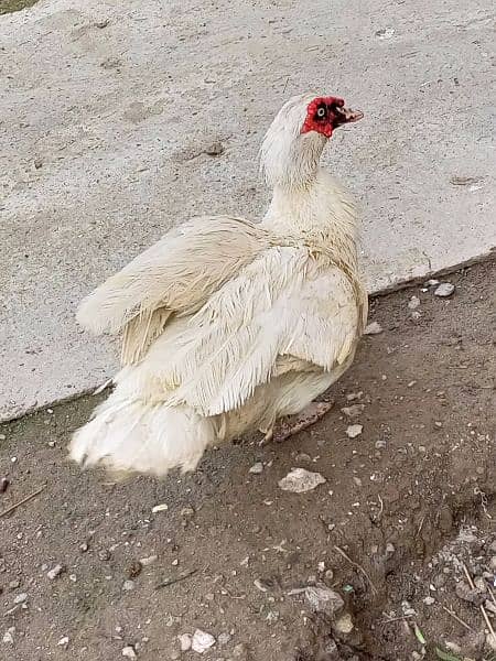 white pure Muscovy duck 1 nar 3 madi or 2 bachay breeder Hein 1