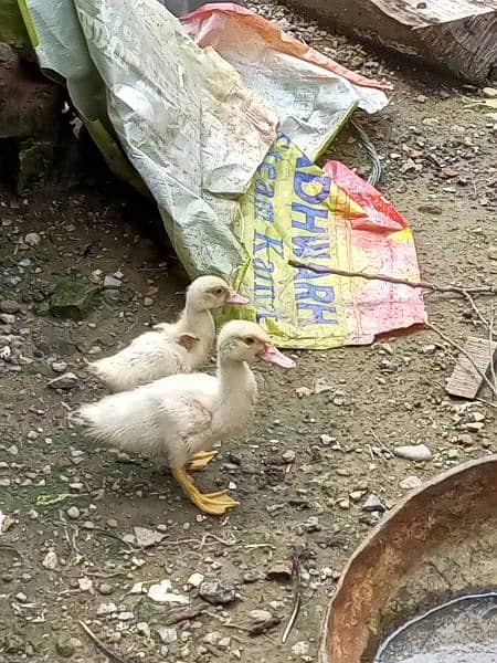 white pure Muscovy duck 1 nar 3 madi or 2 bachay breeder Hein 2